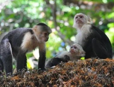 Αυτή είναι η γυναίκα που μεγάλωσε με μαϊμούδες (βίντεο-φωτο)